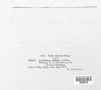 Uromyces albus image